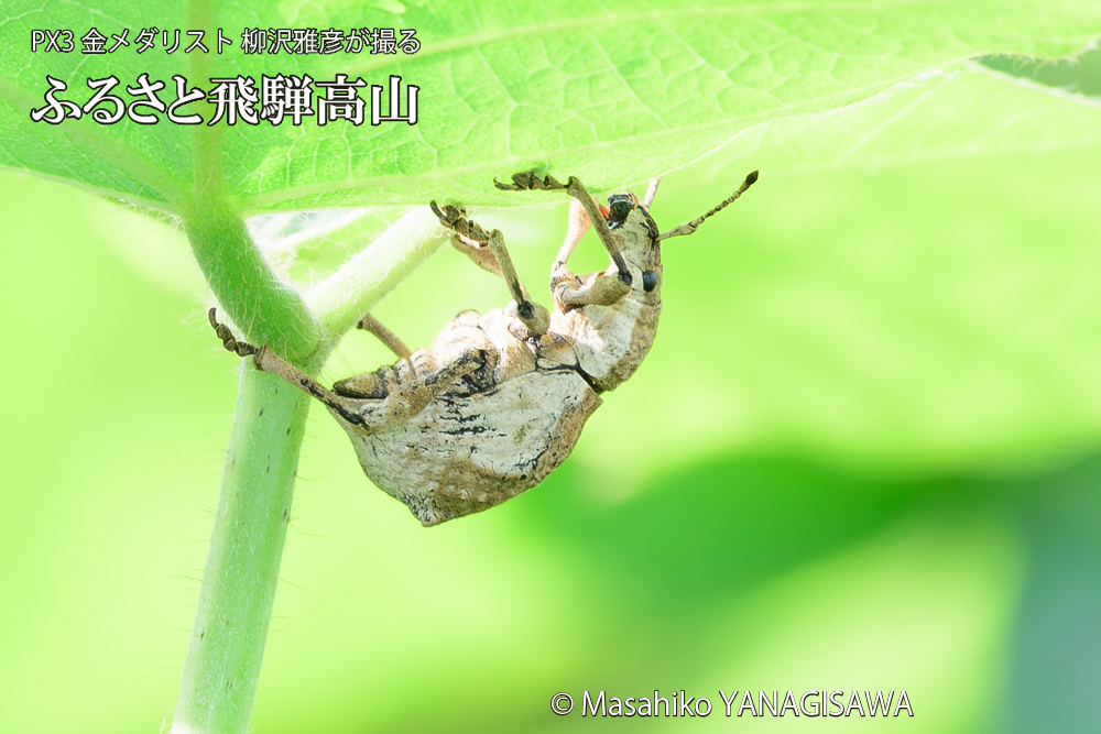 飛騨高山に棲むシロコブゾウムシの写真です。