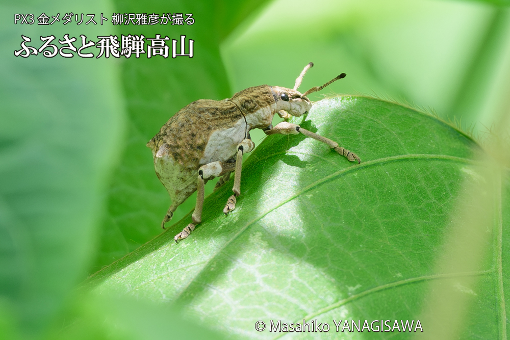 飛騨高山に棲むシロコブゾウムシの写真です。