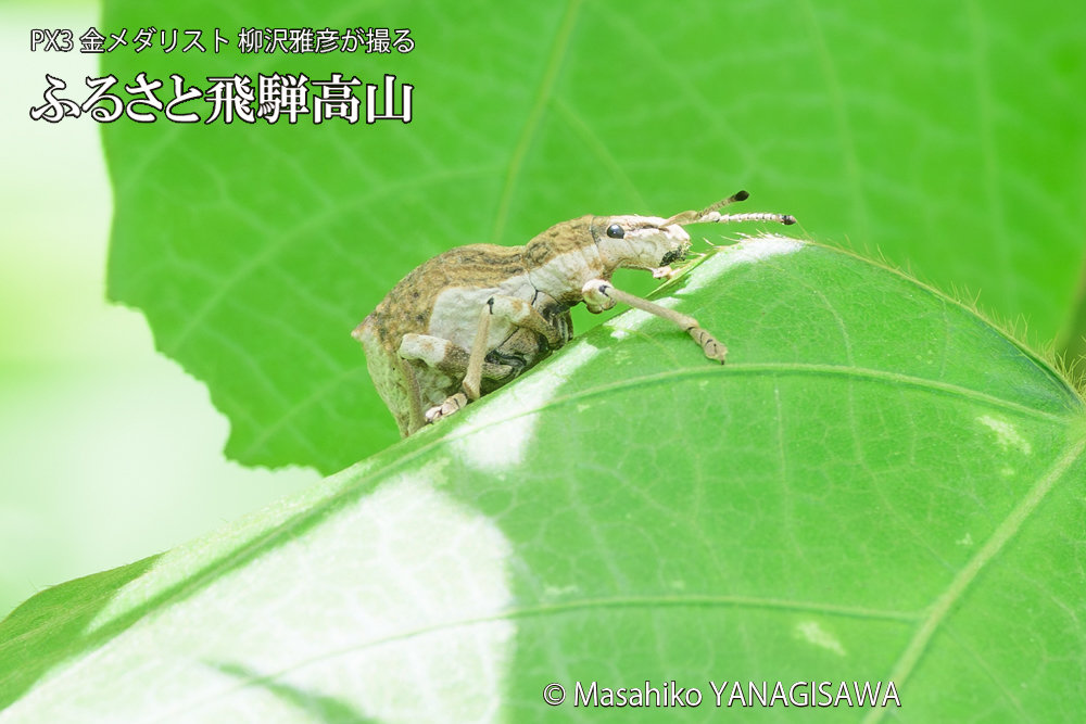 飛騨高山に棲むシロコブゾウムシの写真です。