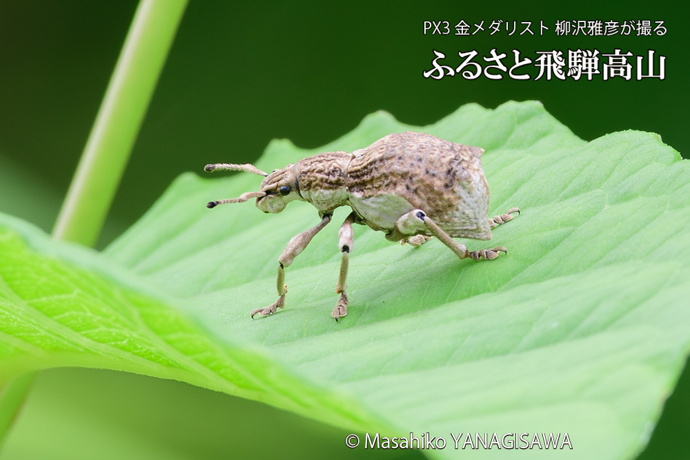 飛騨高山に棲むシロコブゾウムシの写真です。