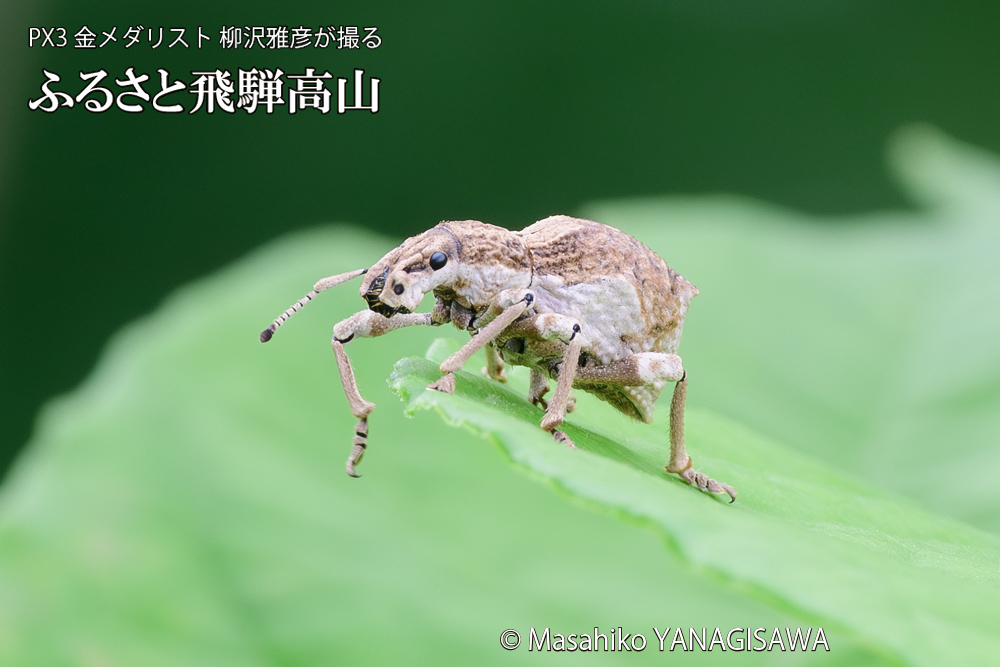飛騨高山に棲むシロコブゾウムシの写真です。