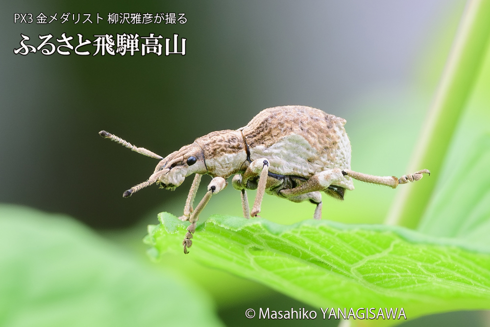 飛騨高山に棲むシロコブゾウムシの写真です。
