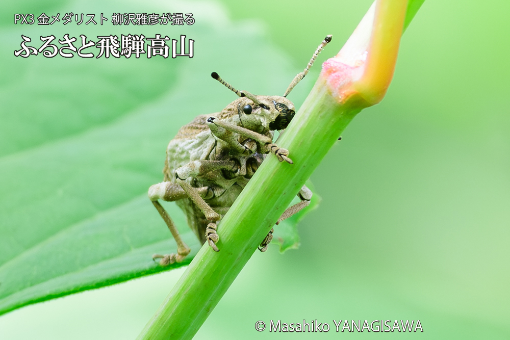 飛騨高山に棲むシロコブゾウムシの写真です。