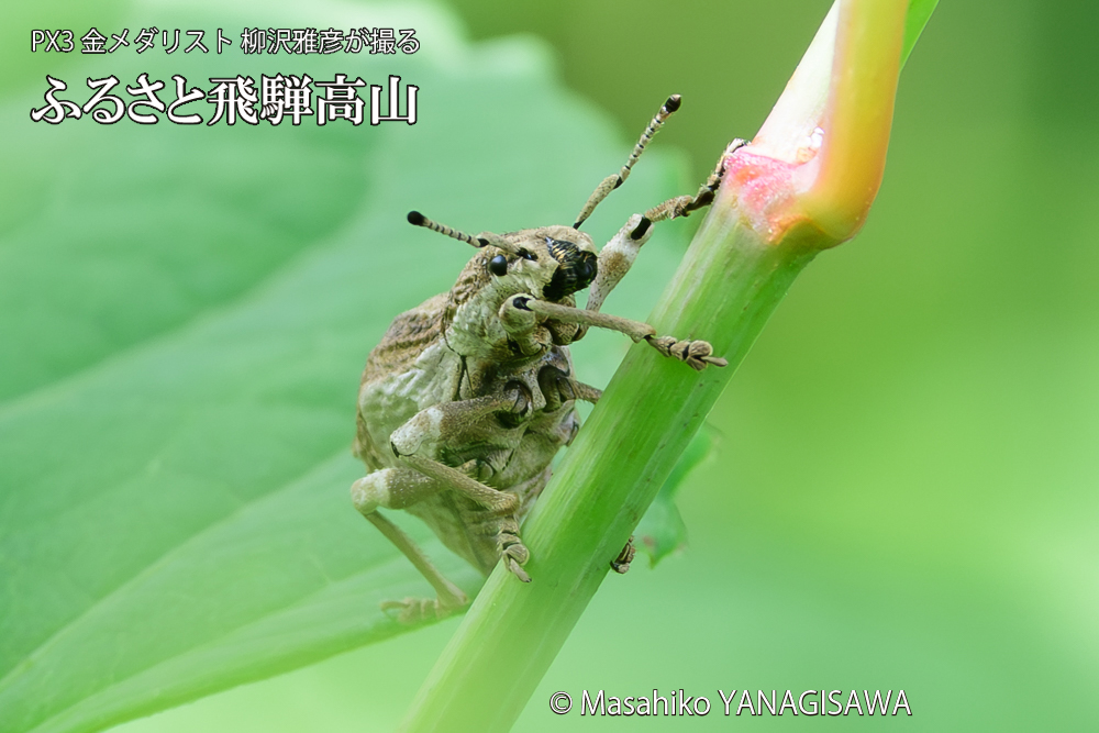 飛騨高山に棲むシロコブゾウムシの写真です。