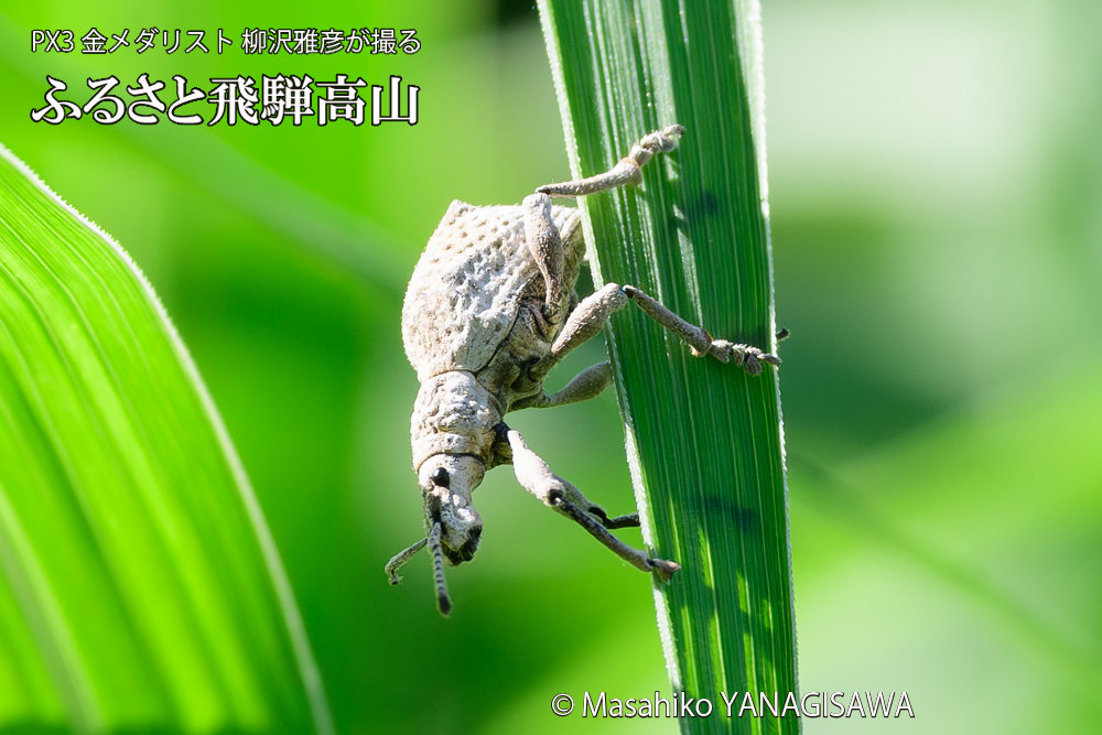 飛騨高山に棲むシロコブゾウムシの写真です。