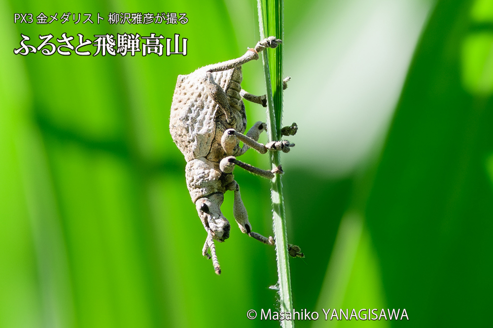 飛騨高山に棲むシロコブゾウムシの写真です。