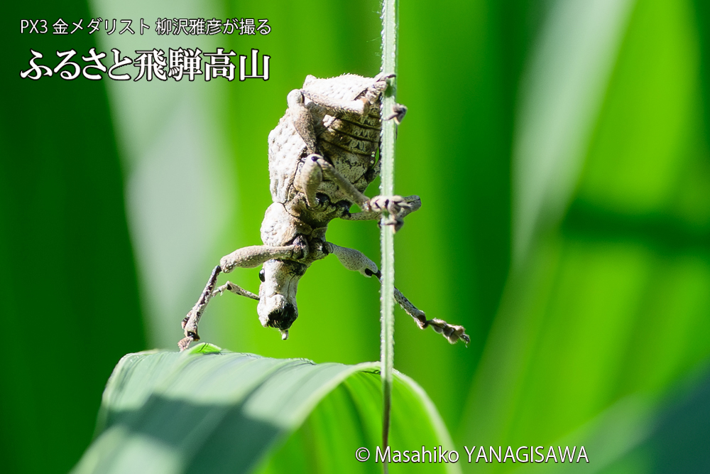 飛騨高山に棲むシロコブゾウムシの写真です。