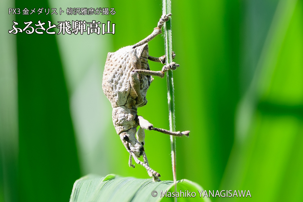 飛騨高山に棲むシロコブゾウムシの写真です。