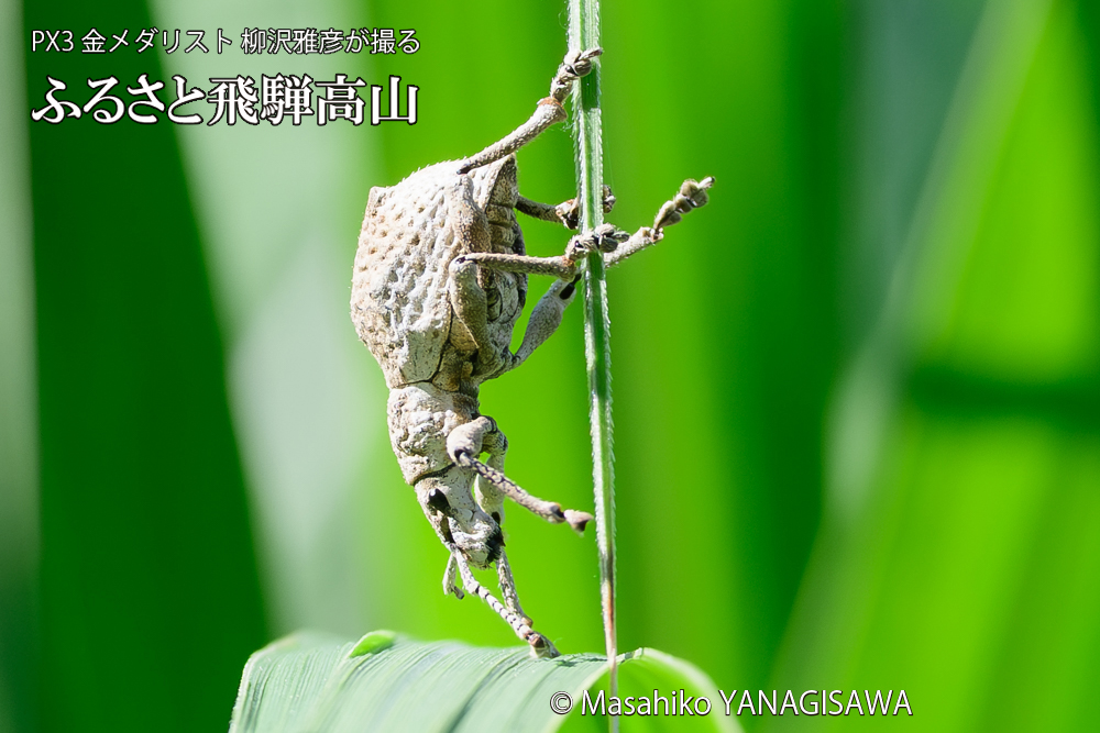 飛騨高山に棲むシロコブゾウムシの写真です。