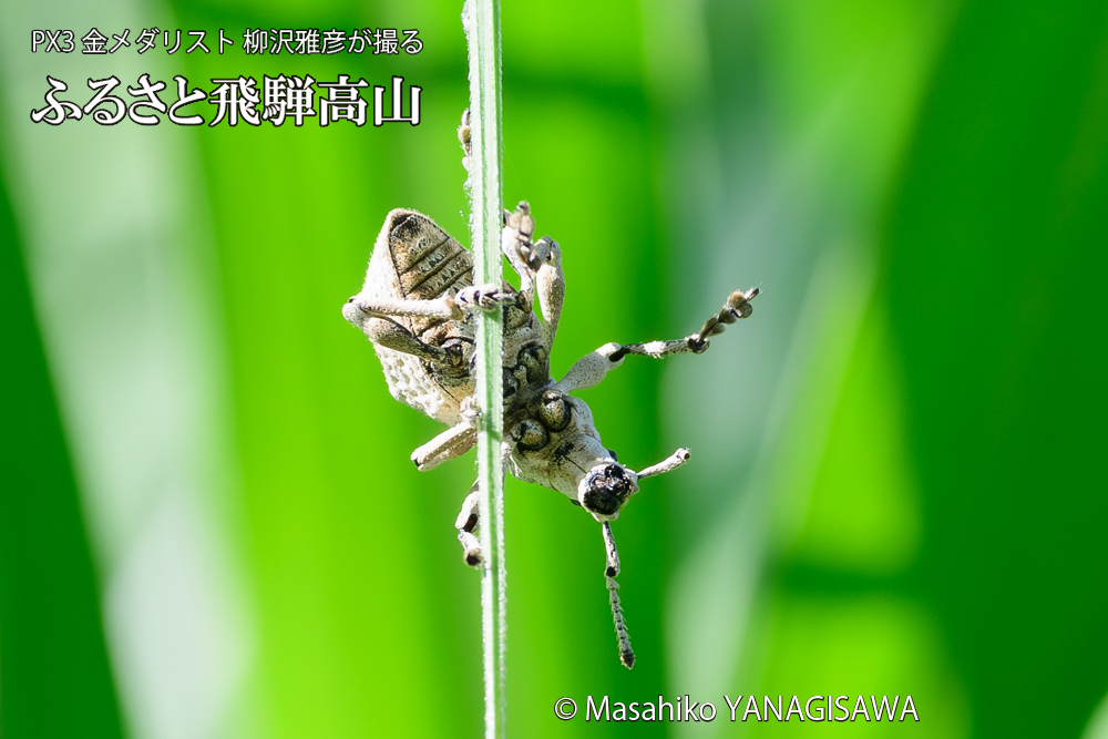 飛騨高山に棲むシロコブゾウムシの写真です。