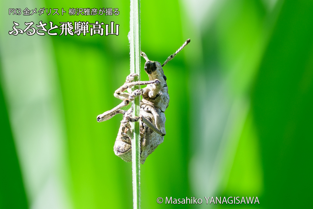 飛騨高山に棲むシロコブゾウムシの写真です。