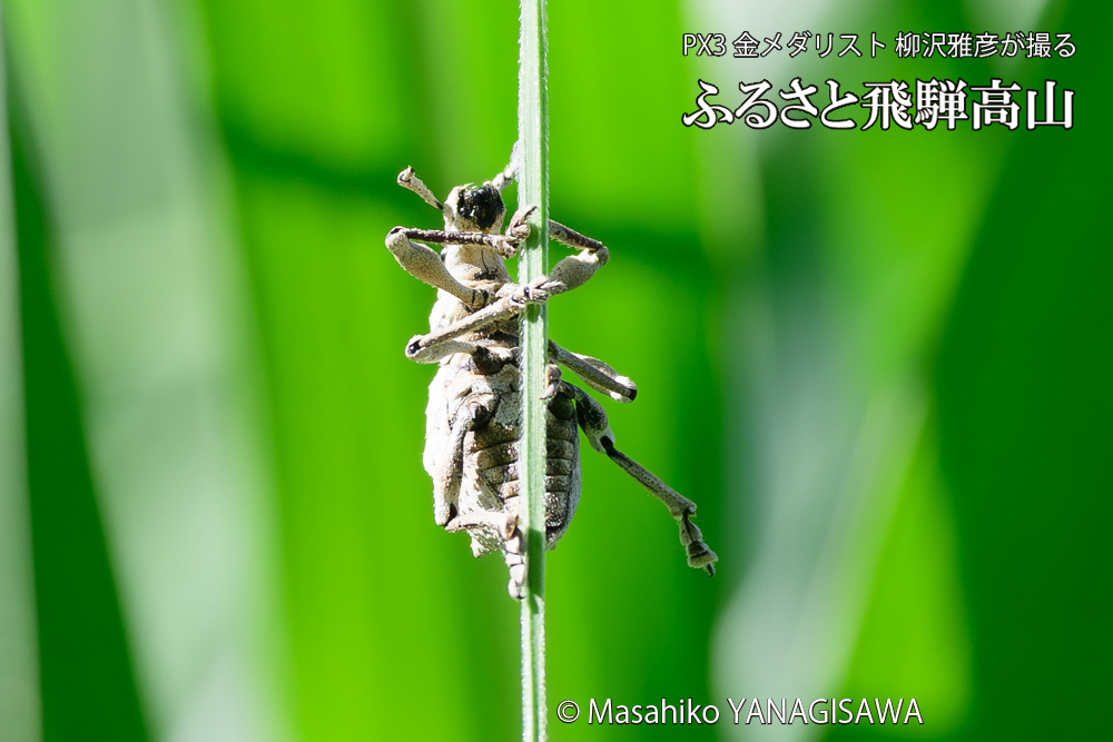 飛騨高山に棲むシロコブゾウムシの写真です。
