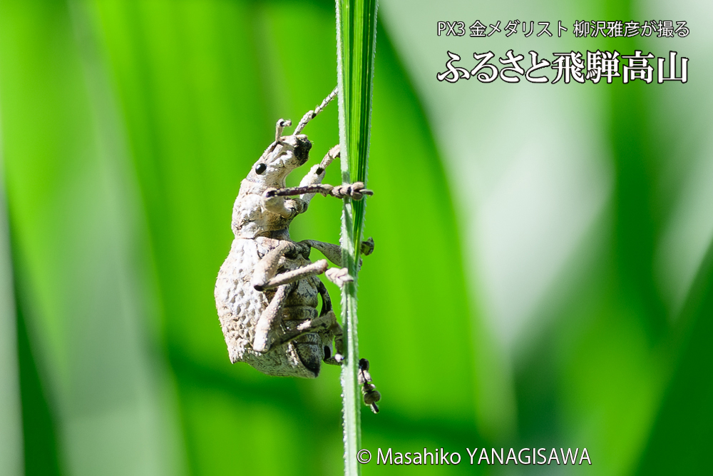 飛騨高山に棲むシロコブゾウムシの写真です。