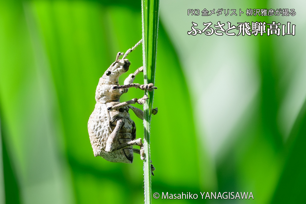 飛騨高山に棲むシロコブゾウムシの写真です。