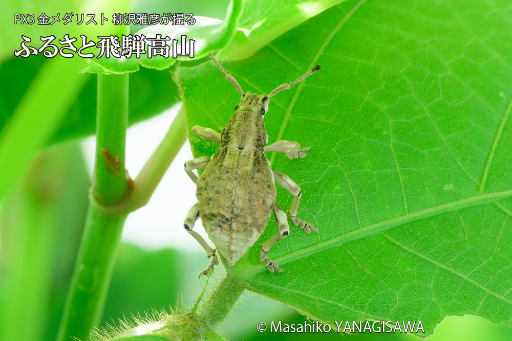 飛騨高山に棲むシロコブゾウムシの写真です。