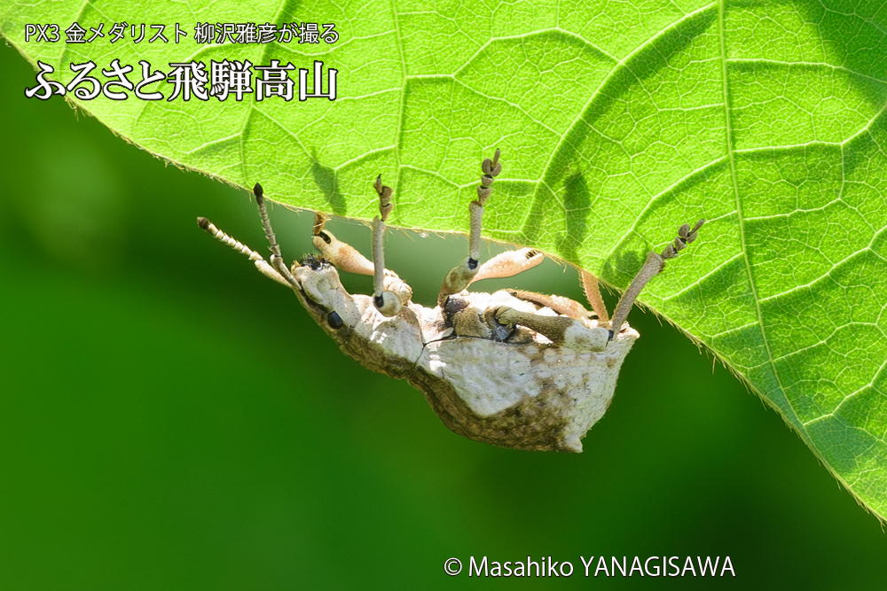 飛騨高山に棲むシロコブゾウムシの写真です。