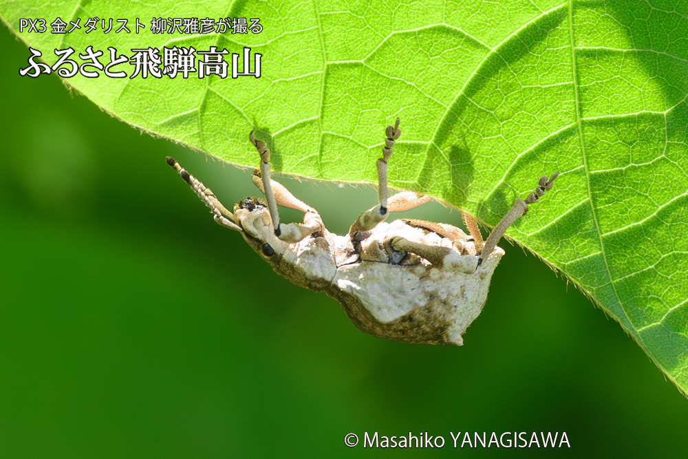 飛騨高山に棲むシロコブゾウムシの写真です。