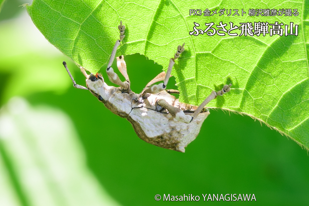 飛騨高山に棲むシロコブゾウムシの写真です。