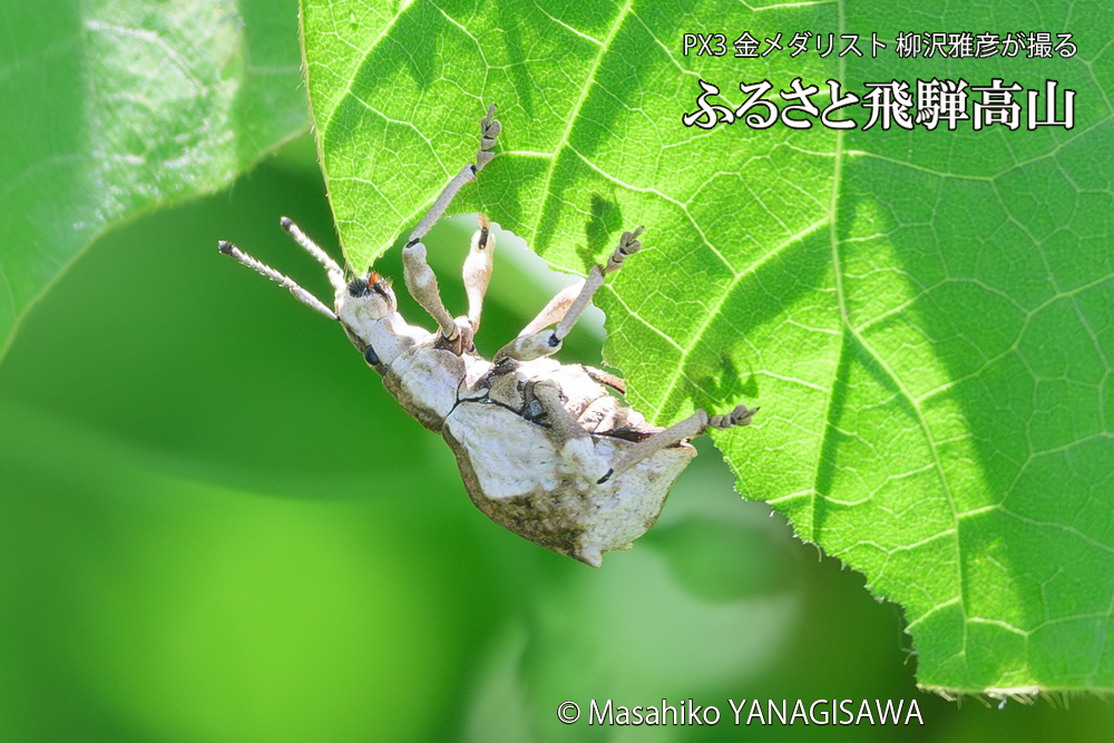 飛騨高山に棲むシロコブゾウムシの写真です。
