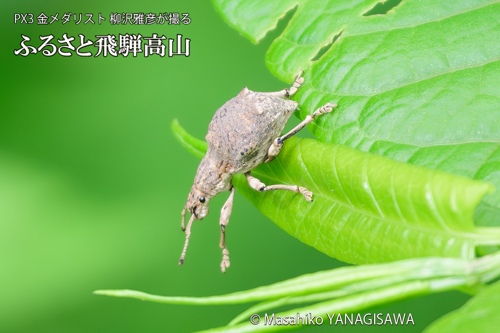 飛騨高山に棲むシロコブゾウムシの写真です。