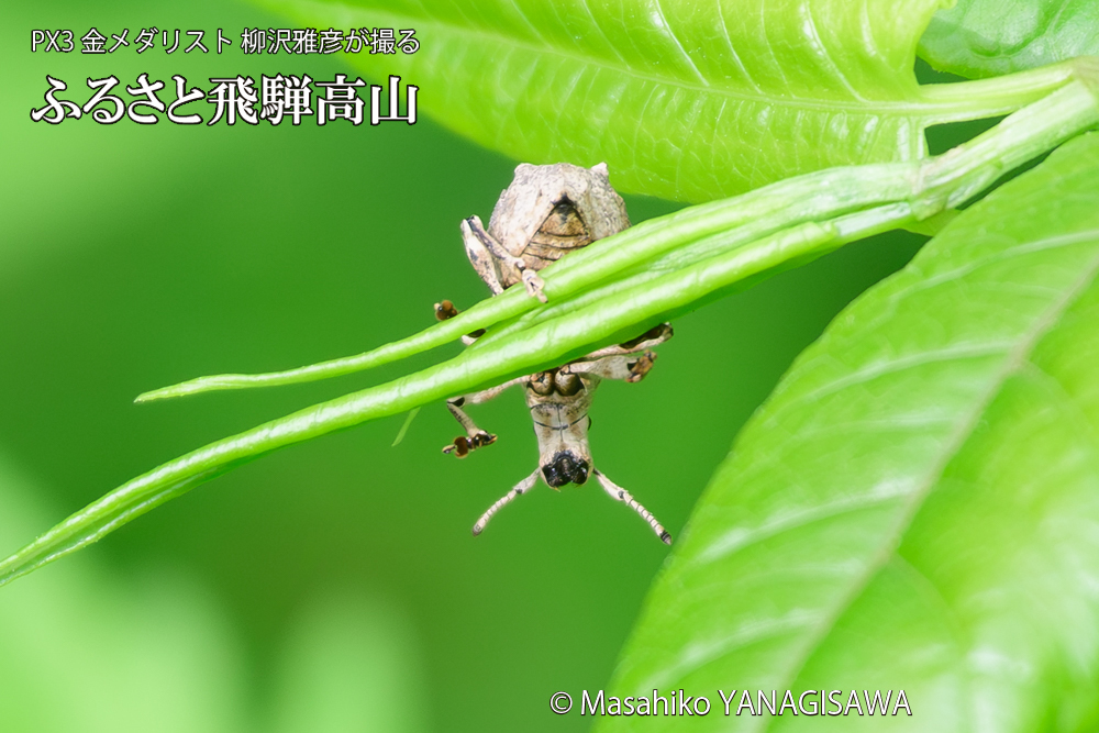 飛騨高山に棲むシロコブゾウムシの写真です。