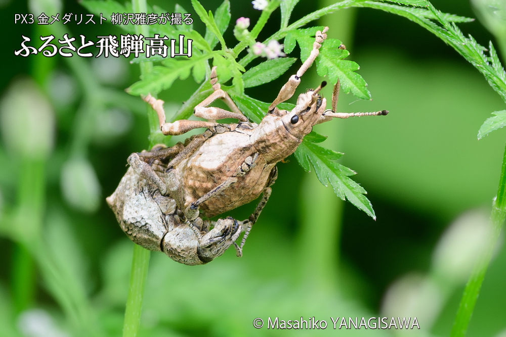 飛騨高山に棲むシロコブゾウムシの写真です。