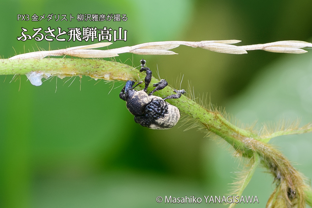 飛騨高山に棲むオジロアシナガゾウムシの写真です。