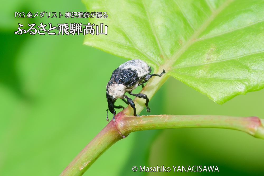 飛騨高山に棲むオジロアシナガゾウムシの写真です。