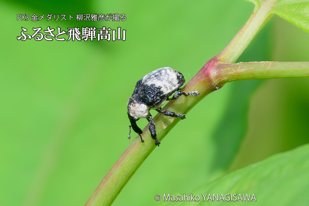 飛騨高山に棲むオジロアシナガゾウムシの写真です。