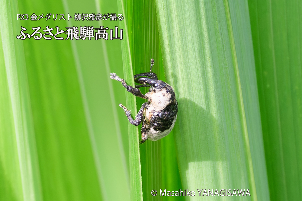 飛騨高山に棲むオジロアシナガゾウムシの写真です。