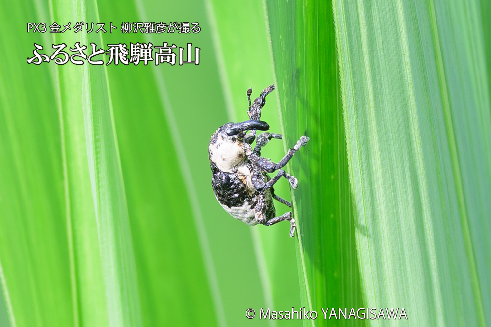飛騨高山に棲むオジロアシナガゾウムシの写真です。