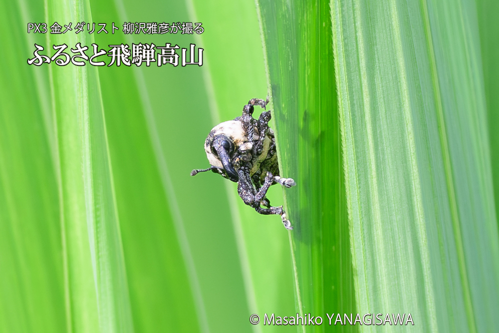 飛騨高山に棲むオジロアシナガゾウムシの写真です。