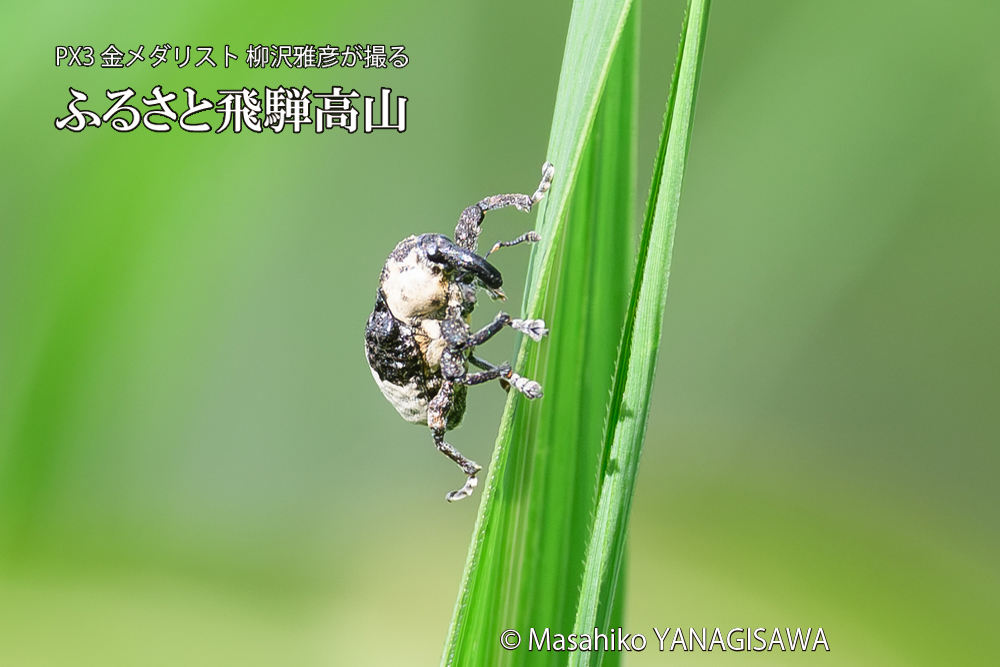 飛騨高山に棲むオジロアシナガゾウムシの写真です。