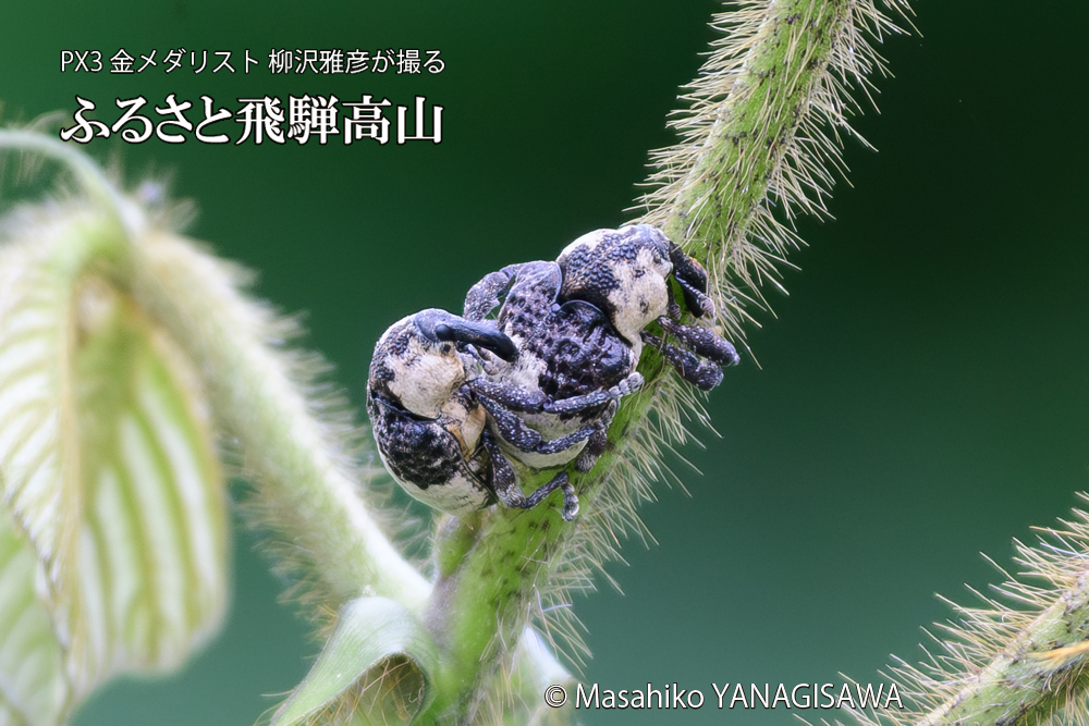 飛騨高山に棲むオジロアシナガゾウムシの写真です。