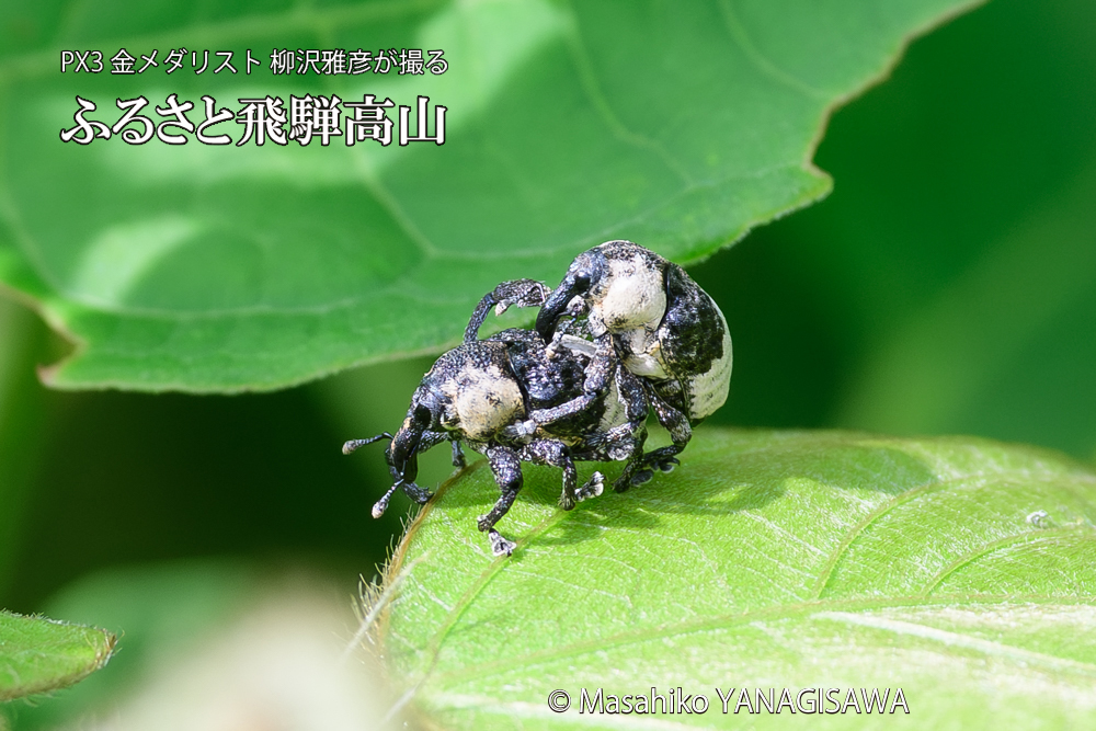 飛騨高山に棲むオジロアシナガゾウムシの写真です。