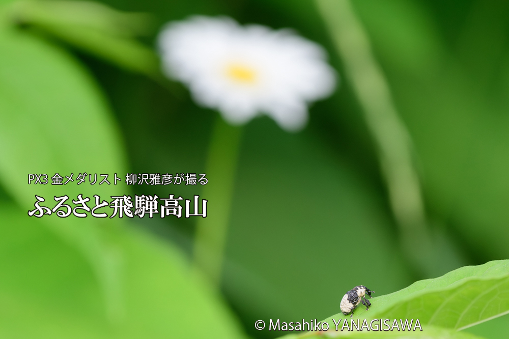 飛騨高山に棲むオジロアシナガゾウムシの写真です。