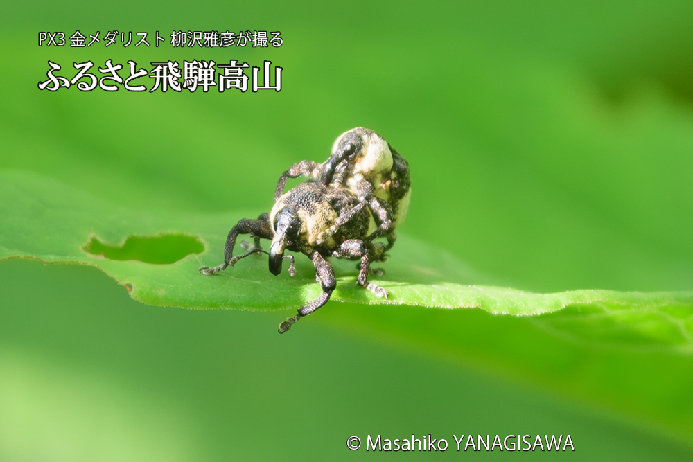 飛騨高山に棲むオジロアシナガゾウムシの写真です。