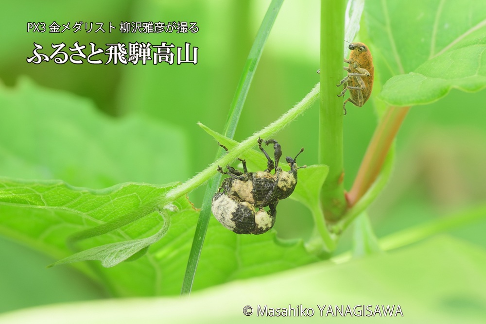 飛騨高山に棲むオジロアシナガゾウムシの写真です。