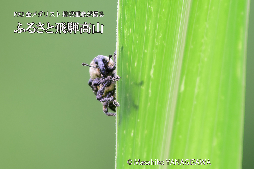 飛騨高山に棲むオジロアシナガゾウムシの写真です。