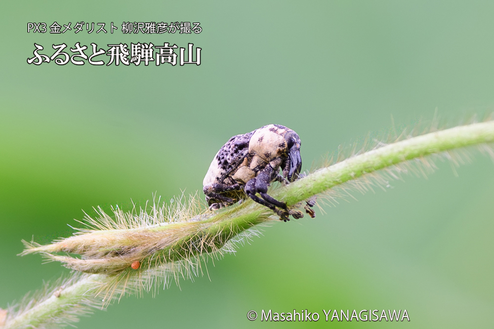 飛騨高山に棲むオジロアシナガゾウムシの写真です。