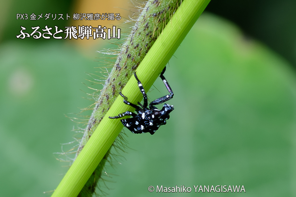 飛騨高山に棲むシタベニハゴロモの赤ちゃんの写真です。