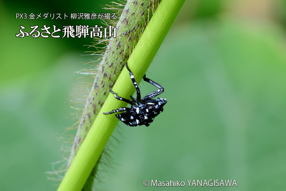 飛騨高山に棲むシタベニハゴロモの赤ちゃんの写真です。