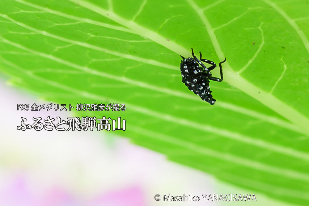 飛騨高山に棲むシタベニハゴロモの赤ちゃんの写真です。
