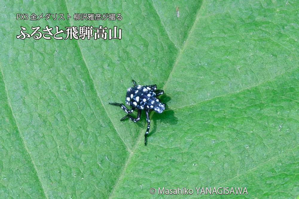 飛騨高山に棲むシタベニハゴロモの赤ちゃんの写真です。