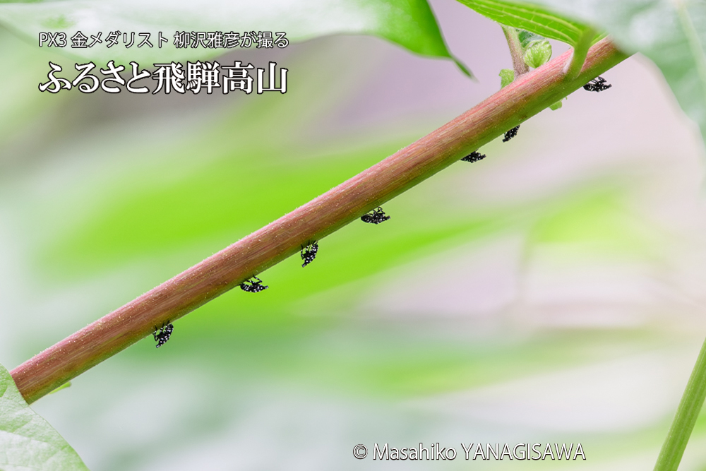 飛騨高山に棲むシタベニハゴロモの赤ちゃんの写真です。