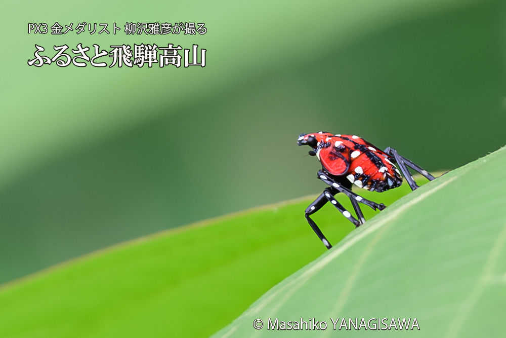 飛騨高山に棲むシタベニハゴロモの幼虫の写真です。