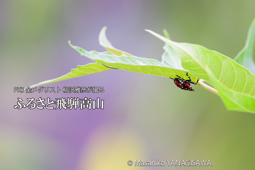 飛騨高山に棲むシタベニハゴロモの幼虫の写真です。