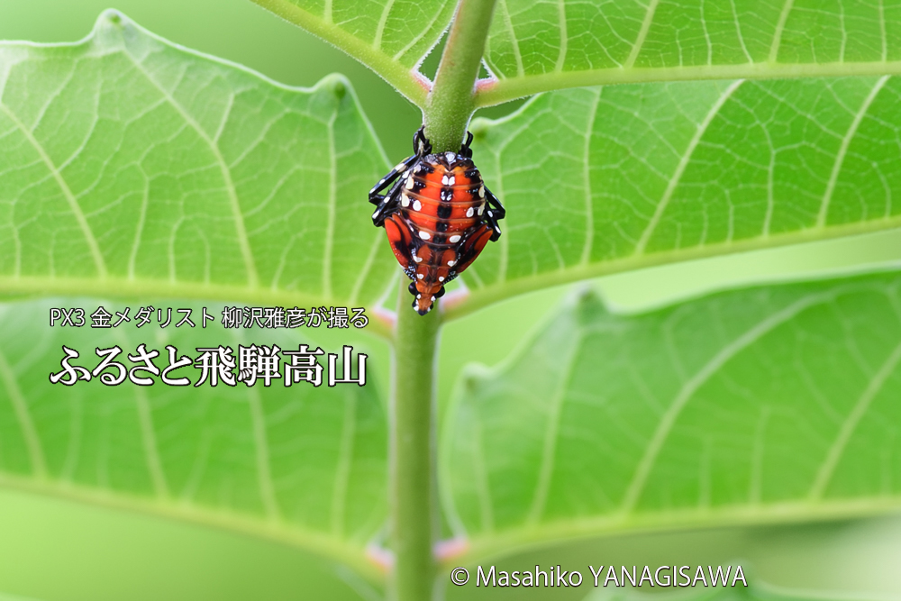 飛騨高山に棲むシタベニハゴロモの幼虫の写真です。