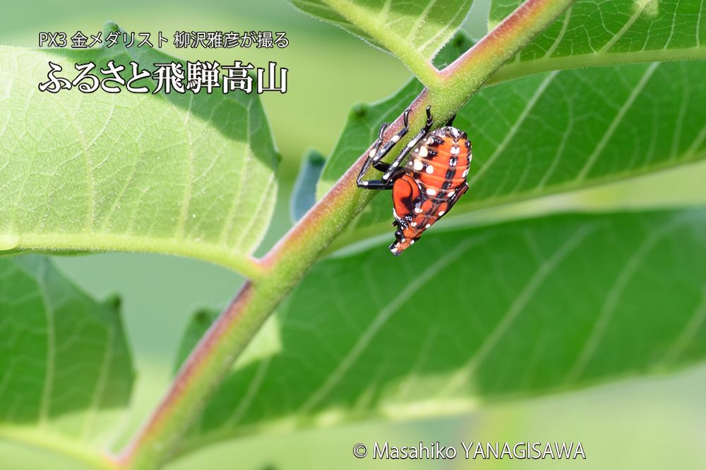 飛騨高山に棲むシタベニハゴロモの幼虫の写真です。