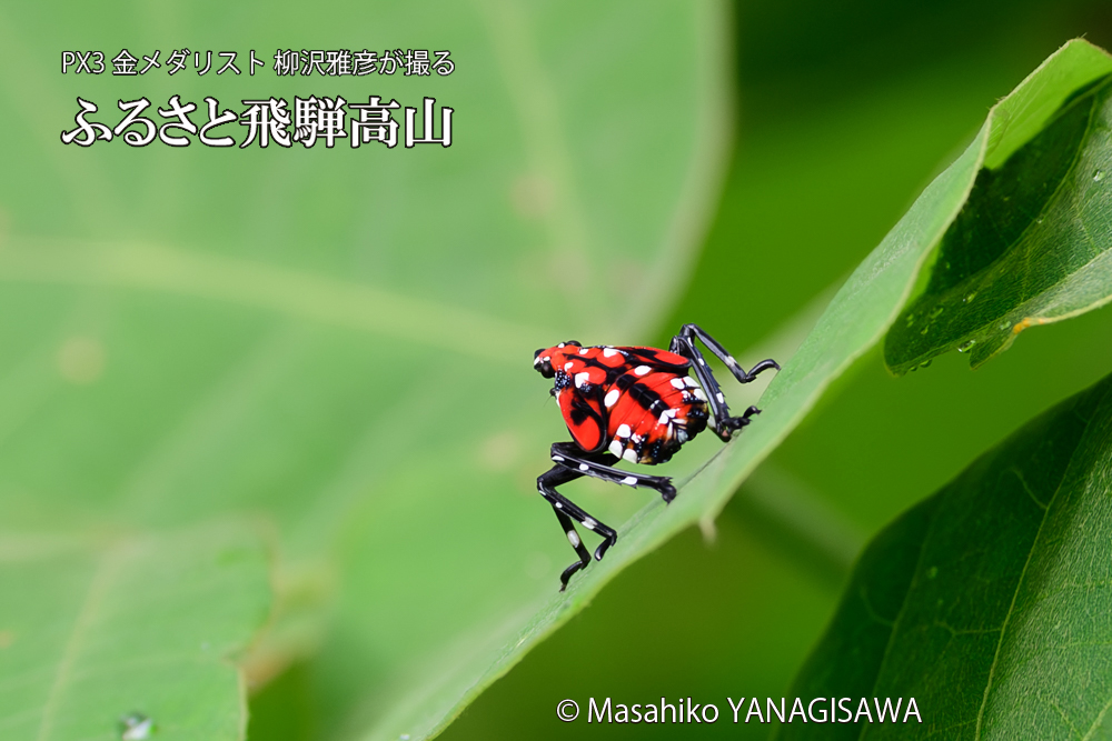 飛騨高山に棲むシタベニハゴロモの幼虫の写真です。